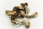Buy B+ magic mushrooms online Europe