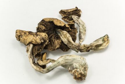 Buy B+ magic mushrooms online Europe