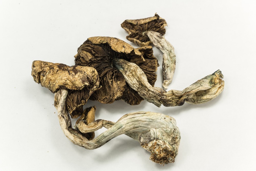 Buy B+ magic mushrooms online Europe
