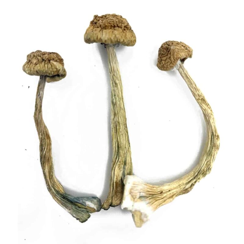mushroom shop online Europe
