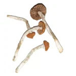 Order psilocybin Birmingham