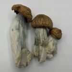 Buy Albino Penis Envy Mushroom Online Europe