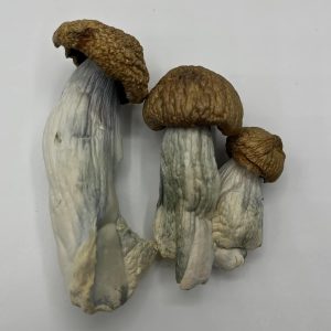 Buy Albino Penis Envy Mushroom Online Europe