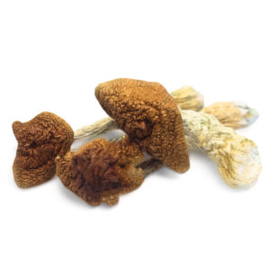 Buy Golden Teacher Mushroom Shop Europe