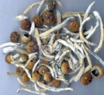 Buy Blue Meanie mushrooms online Europe