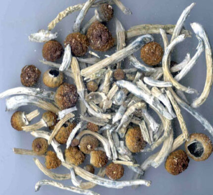 Buy Blue Meanie mushrooms online Europe
