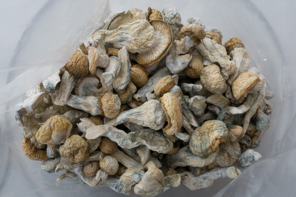 Buy Albino Penis Envy Mushroom Online Europe