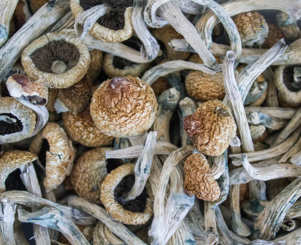 Mushroom shop online Europe