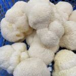 Lion's Mane mushroom shop Europe