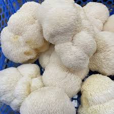 Lion's Mane mushroom shop Europe