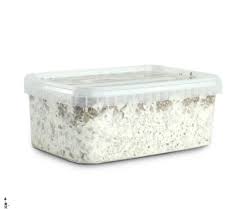 Buy Magic Truffle Grow Kit Europe