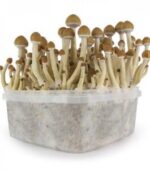 Magic Mushroom Grow Kits in Europe